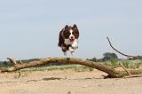 BORDER COLLIE 493